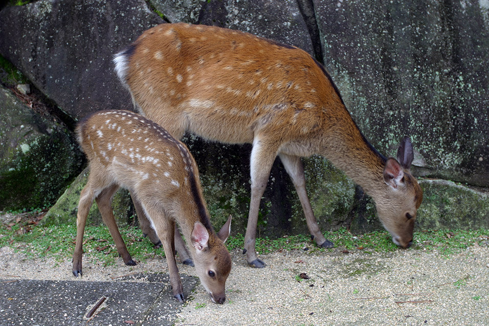 japan/2007/itsukushima_deer_fawn
