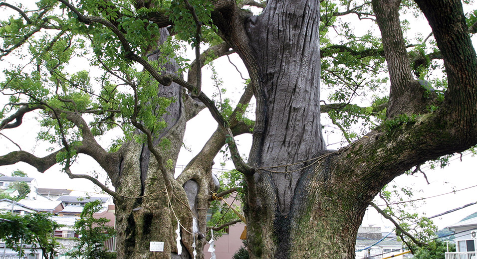 japan/2007/nagasaki_surviving_trees