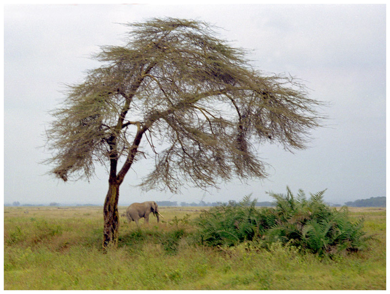 kenya/amboseli_elephant_acaciatree
