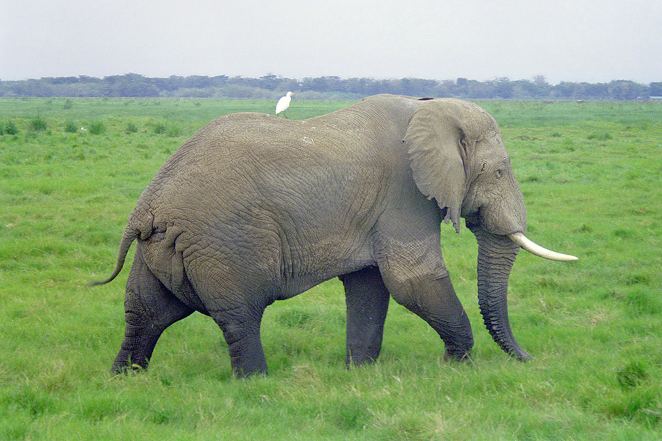 kenya/amboseli_elephant_bird
