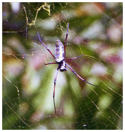 madagascar/spider