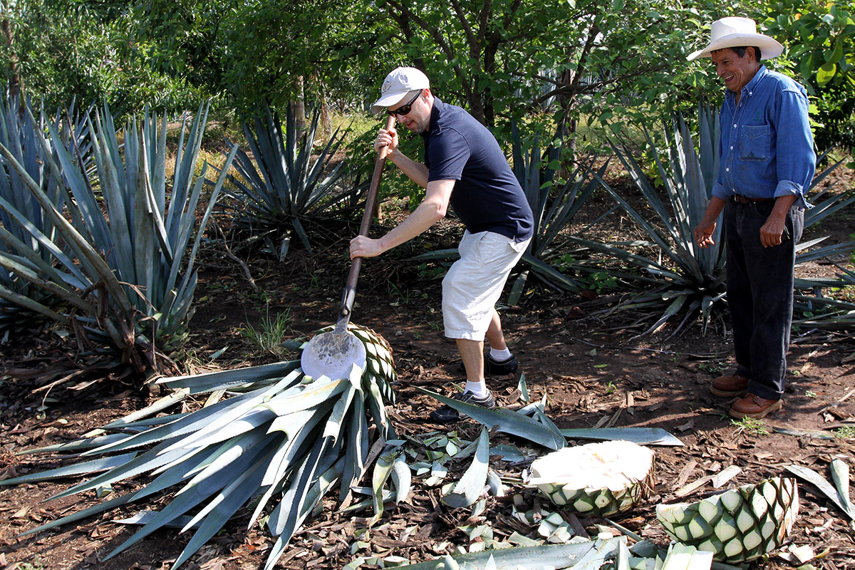 mexico/2012/gdl_brian_harvest_agave