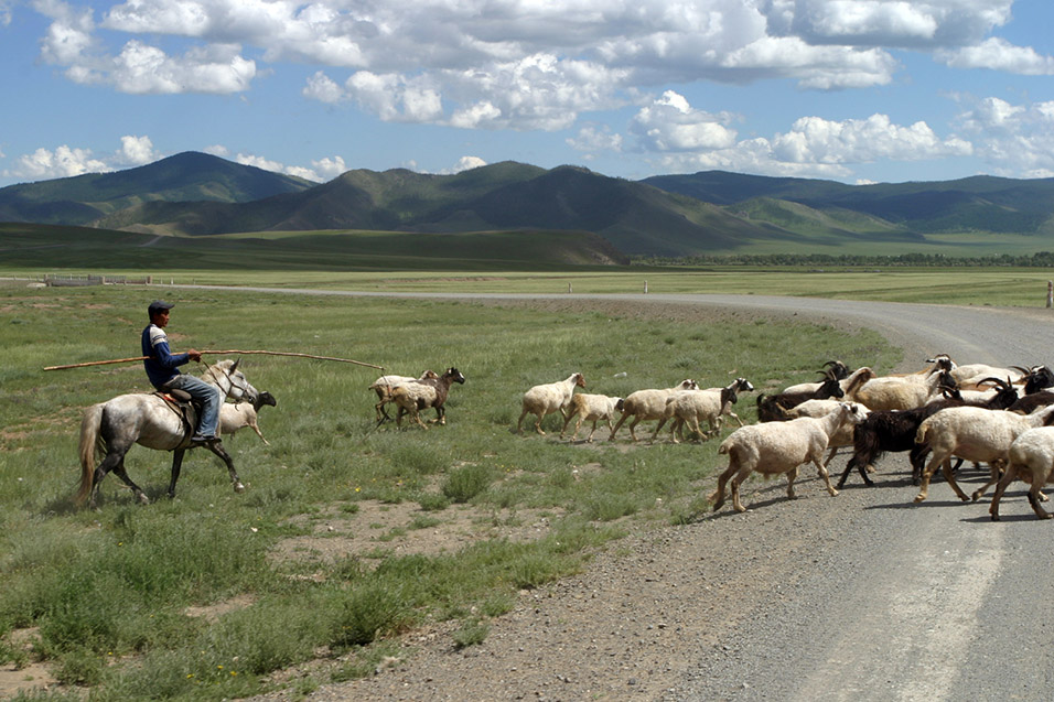 mongolia/countryside_goat_herder