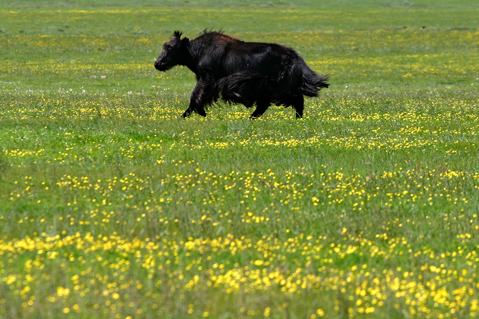 mongolia/countryside_yak_running