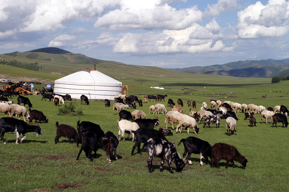 mongolia/ger_with_goats