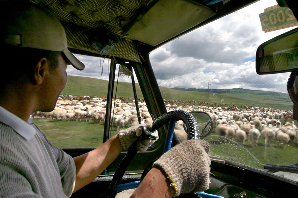 mongolia/mongolia_driver_sheep