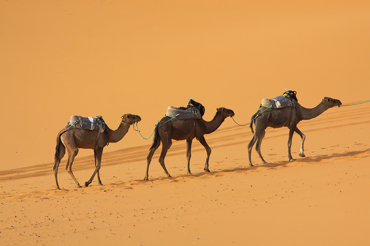 morocco/erg_chebbi_camel_chain