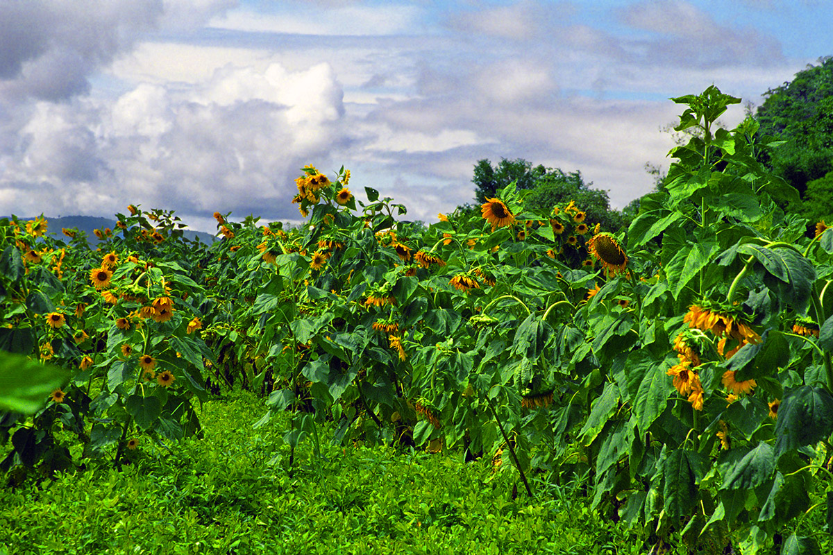 myanmar/inle_sunflower_field