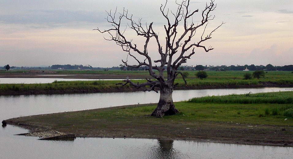 myanmar/mandalay_dusk_tree_branches