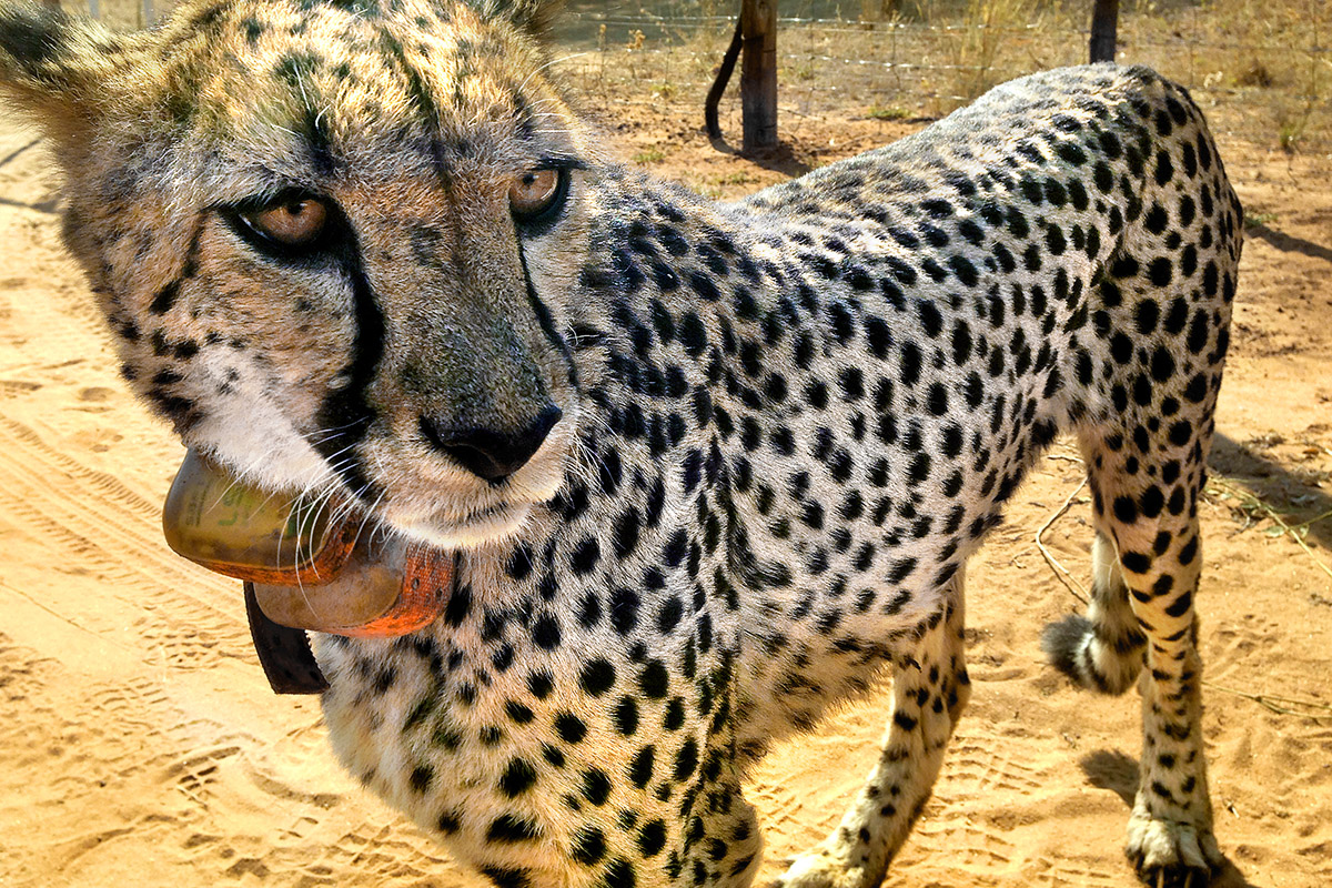 namibia/2015/gobabis_harnas_cheetah_body