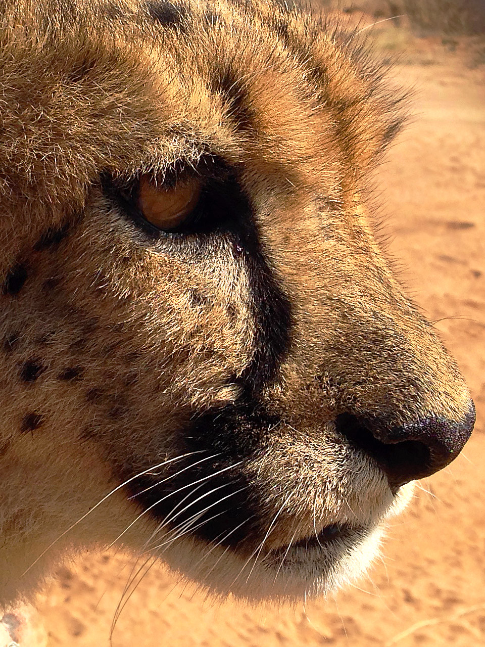 namibia/2015/gobabis_harnas_cheetah_head