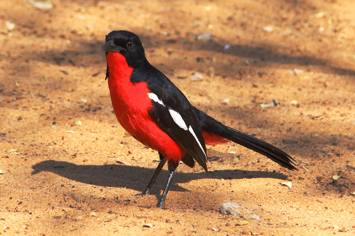 namibia/2015/gobabis_harnas_red_breasted_bird
