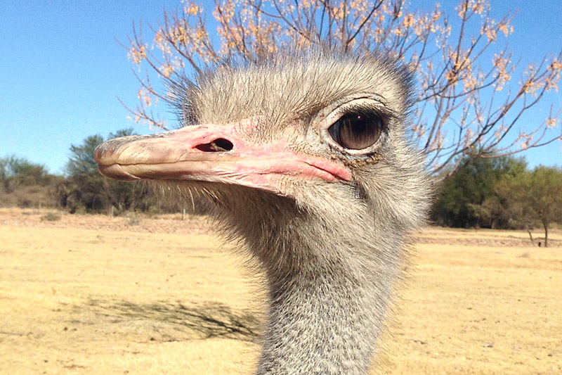 namibia/2015/gobabis_ostrich_male_head