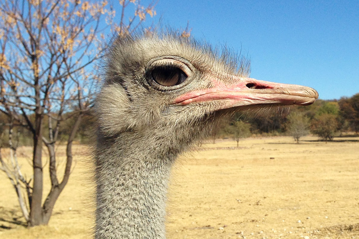 namibia/2015/gobabis_ostrich_male_head_profile