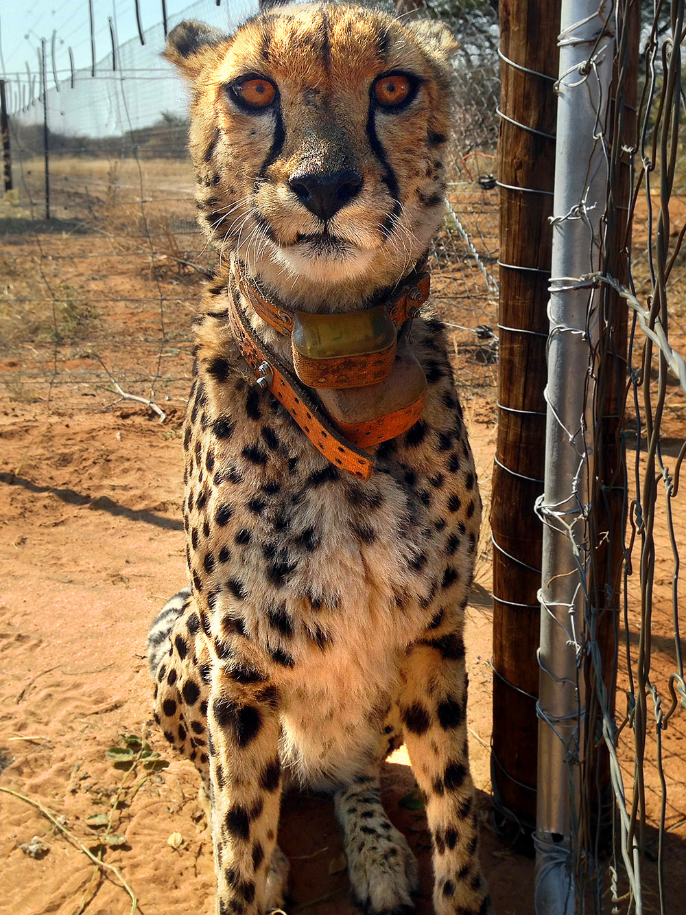 namibia/2015/gogbabis_harnas_cheetah_head_on