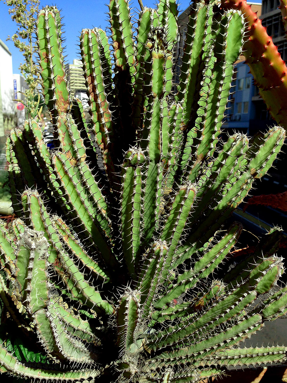 namibia/2015/windhoek_spur_cactus