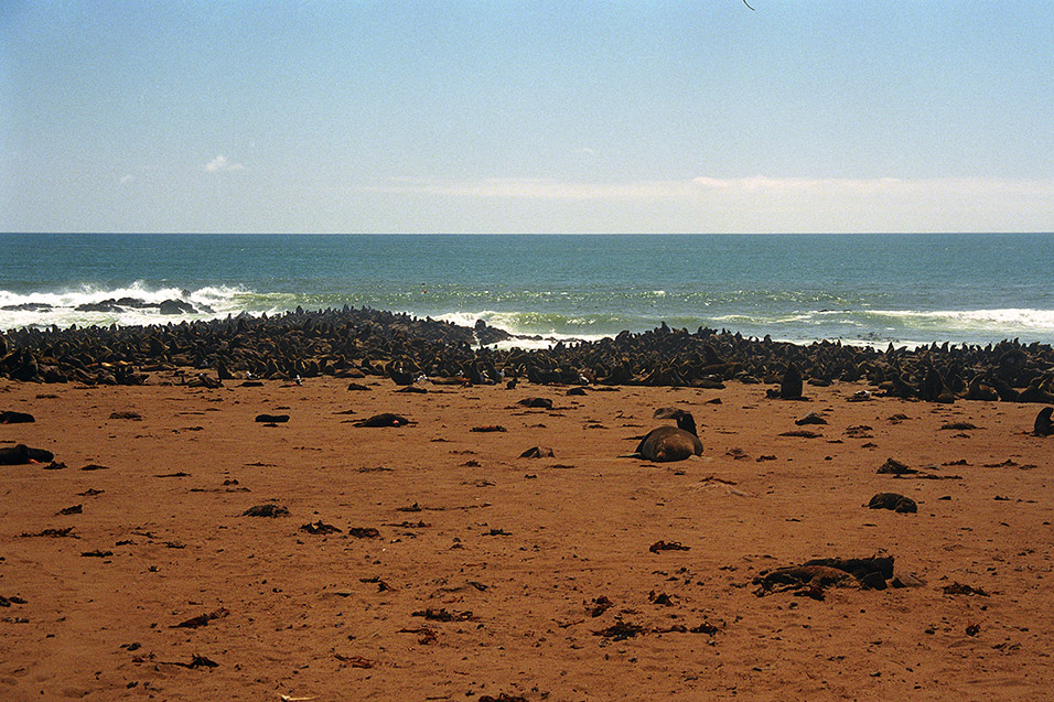 namibia/cape_cross_seals_beach
