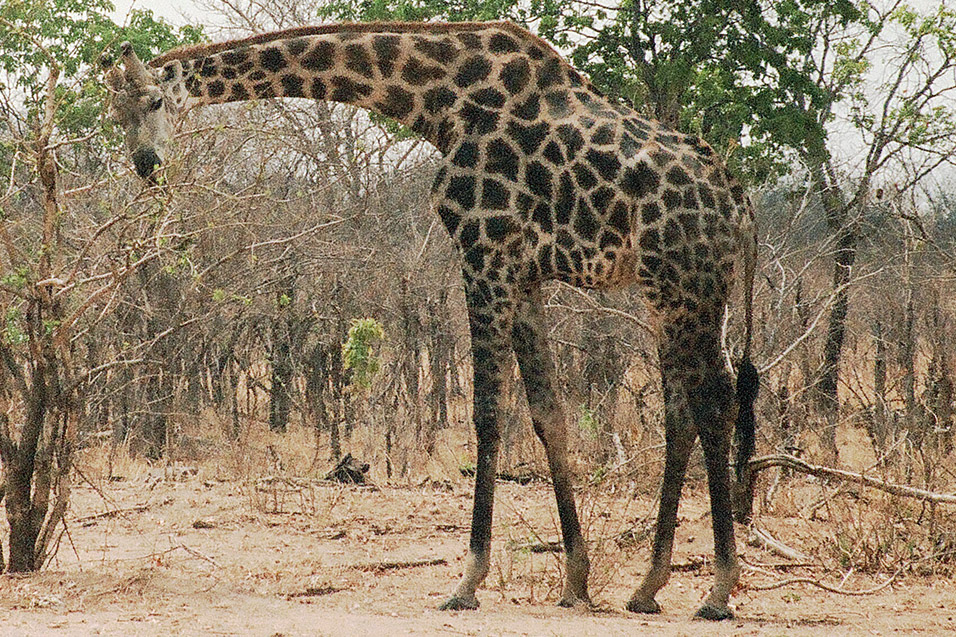 namibia/katima_mulilo_arched_giraffe