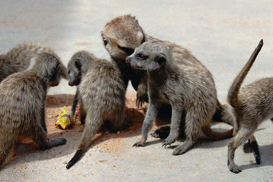 namibia/meerkat_group