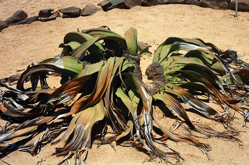 namibia/nam_welwitschia