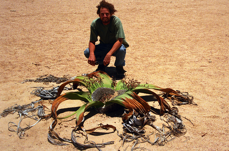 namibia/nam_welwitschia_brian