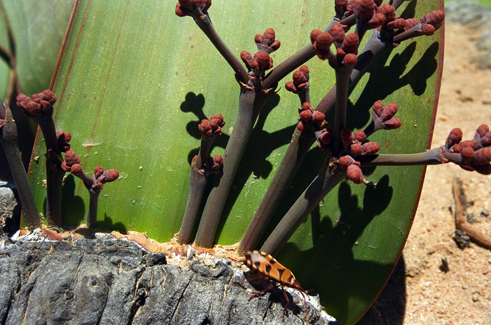 namibia/nam_welwitschia_close