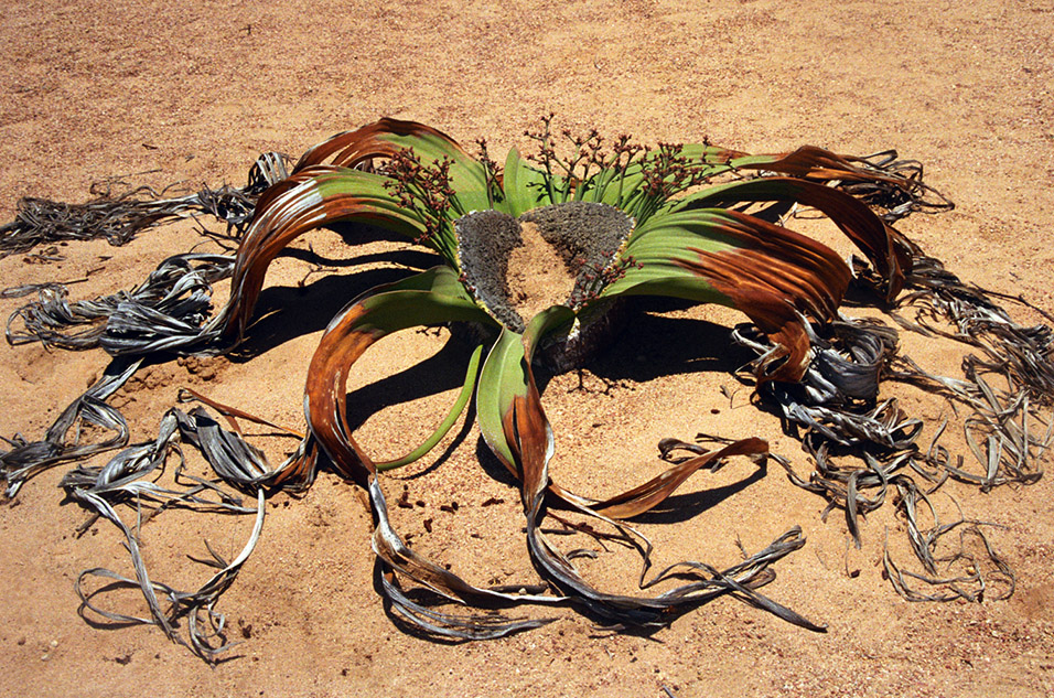 namibia/nam_welwitschia_sand