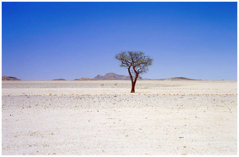 namibia/tree