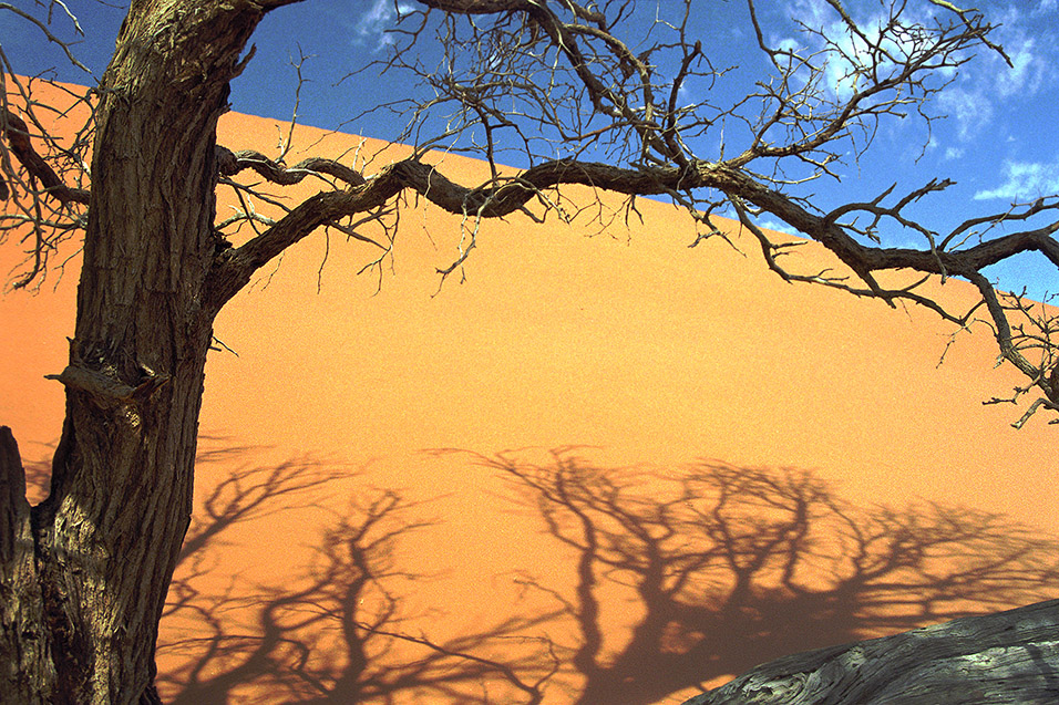 namibia/tree_dune