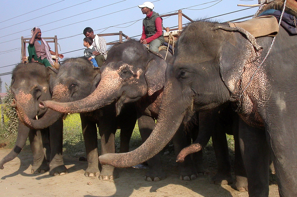 nepal/chitwan_elephant_trunks