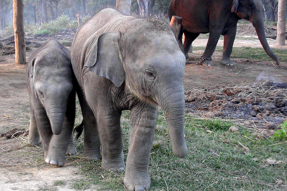 nepal/chitwan_elephants_babies