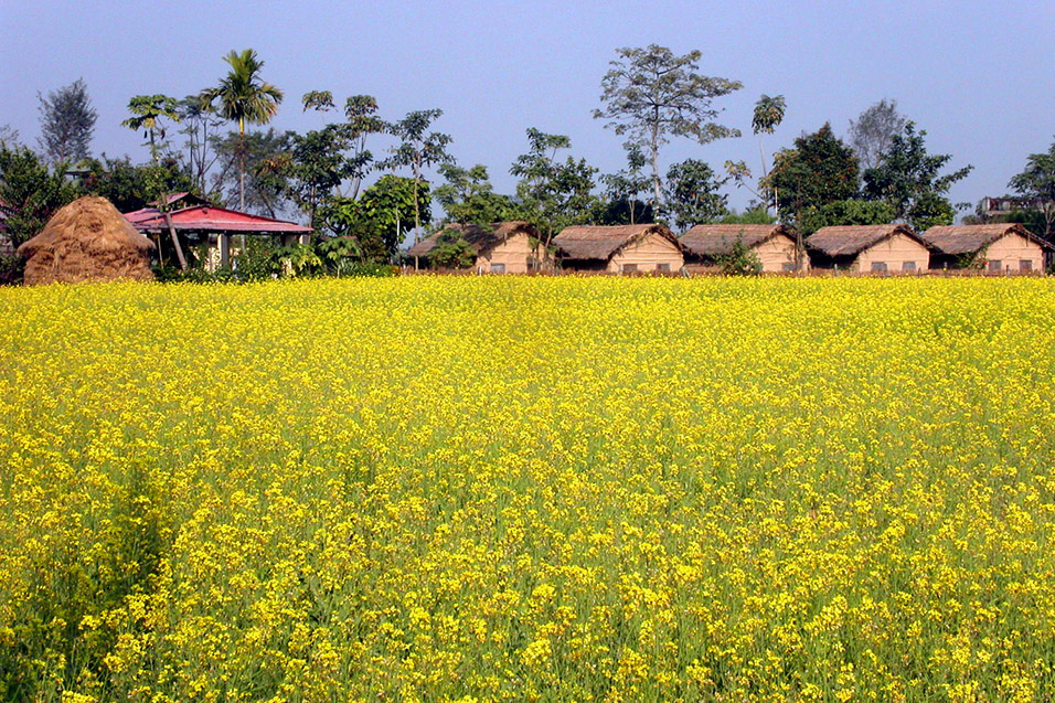 nepal/chitwan_mustard_field