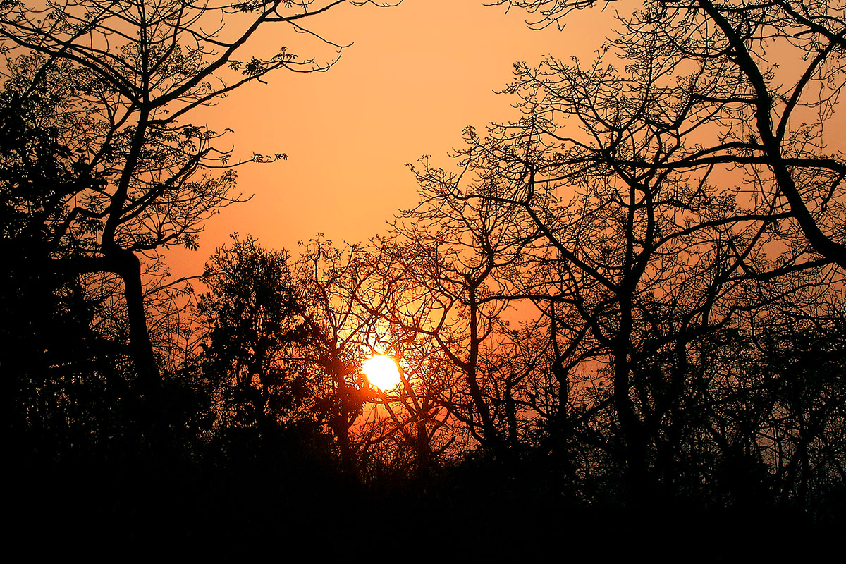 nepal/chitwan_sunset_branches