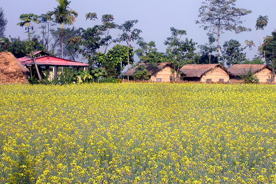 nepal/chitwan_yellow_field_close