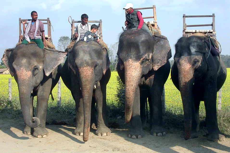 nepal/elephants_mahouts