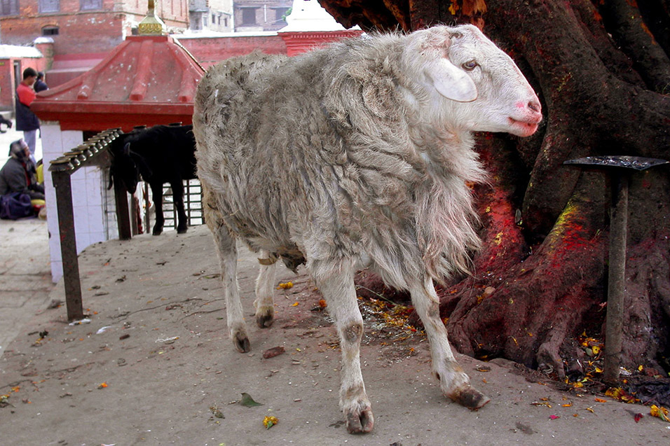 nepal/patan_sheep
