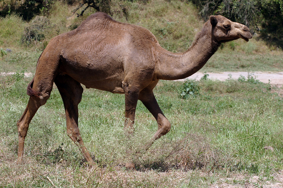 oman/camel_1