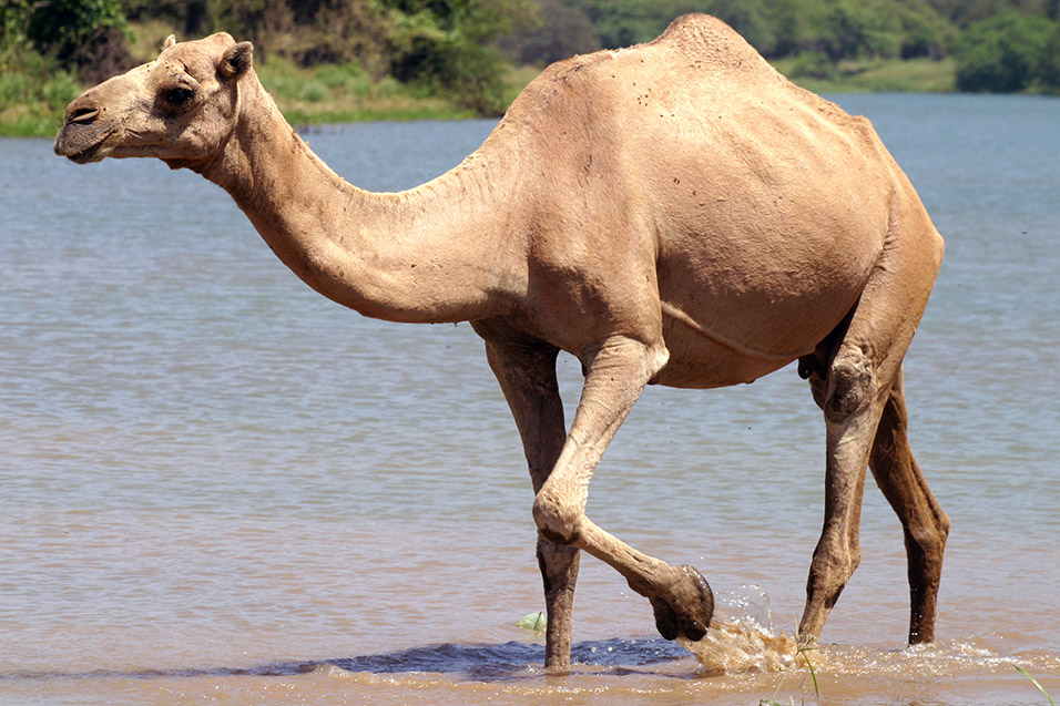 oman/camel_2