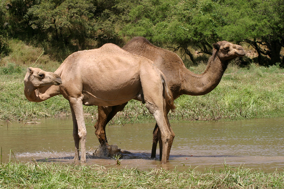 oman/camel_3