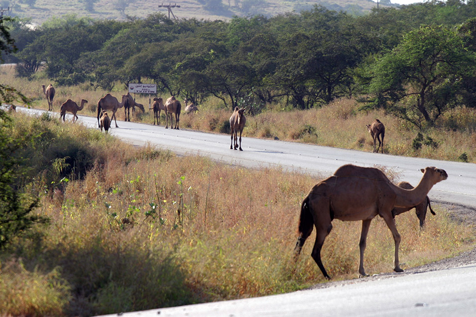 oman/salala_camels_on_the_road