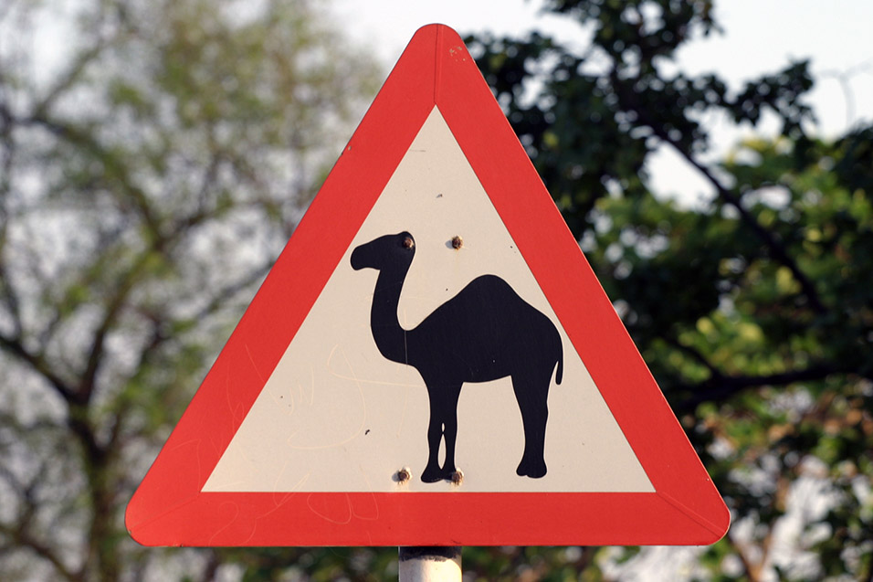 oman/salalah_camel_sign