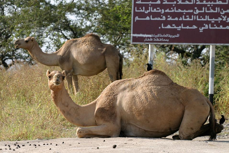 oman/salalah_camels_arabic