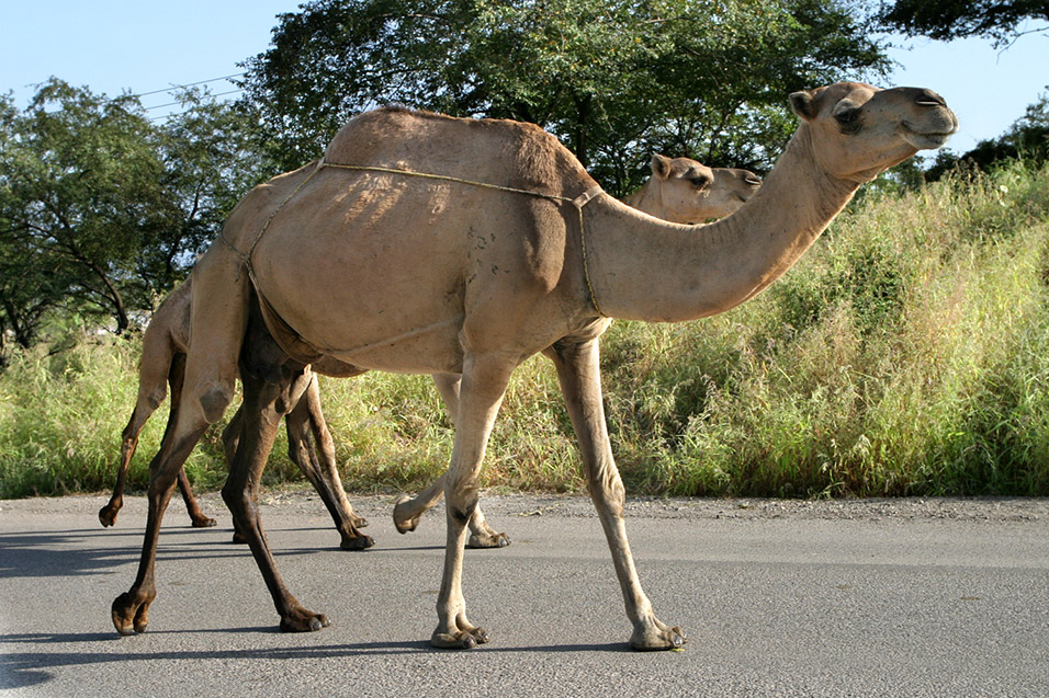 oman/salalah_camels_road