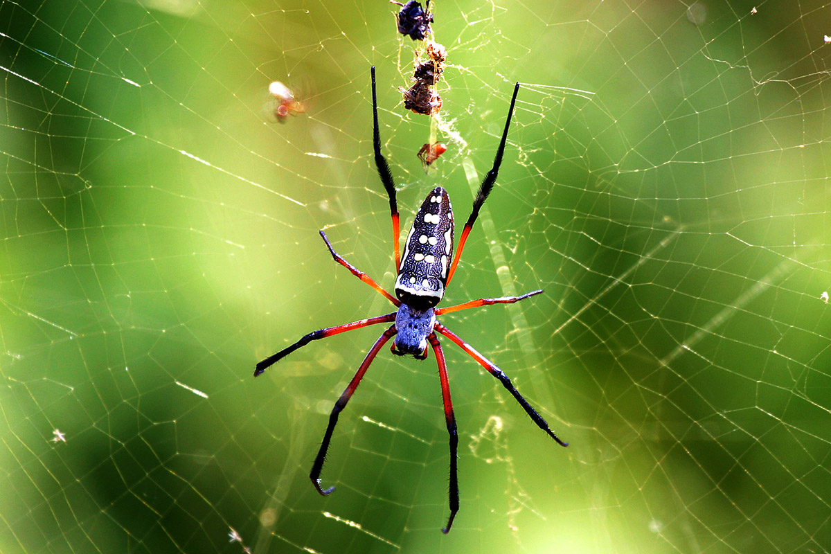 oman/spider