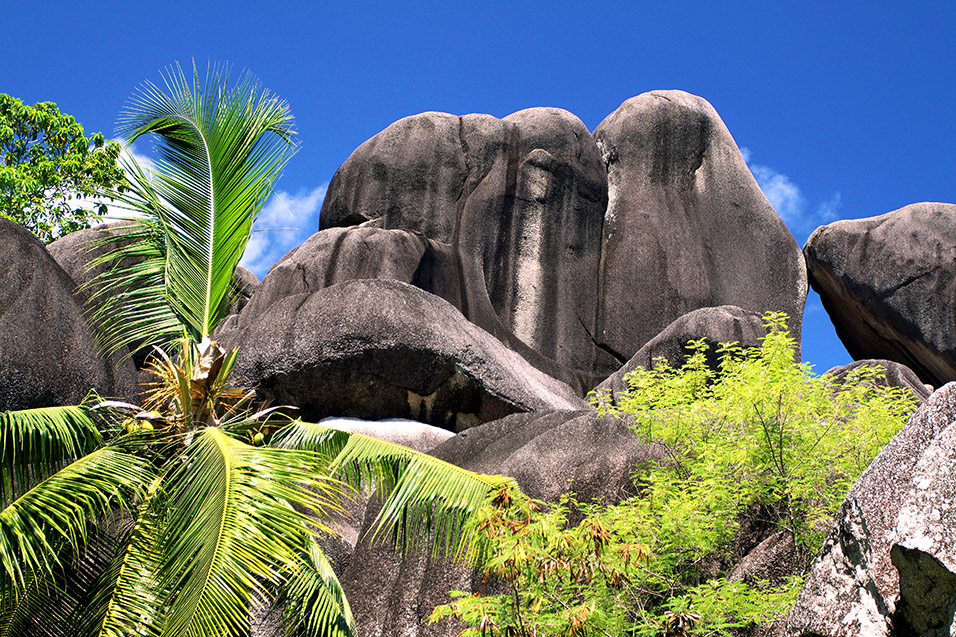 seychelles/la_digue_palm_trees_rocks