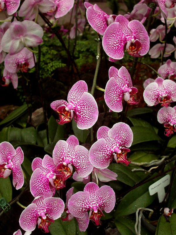 singapore/sinapore_orchids