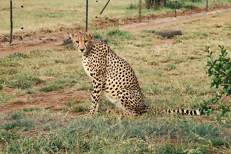 south_africa/cheetah_sitting