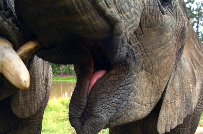 south_africa/elephant_mouth