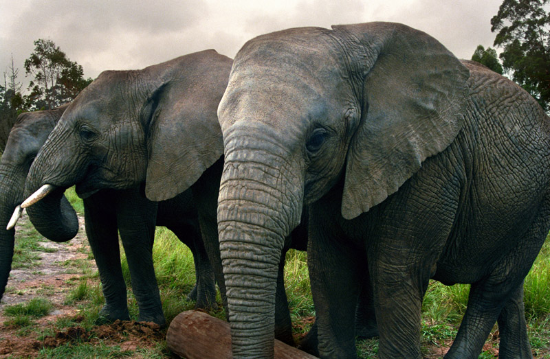 south_africa/elephants_three