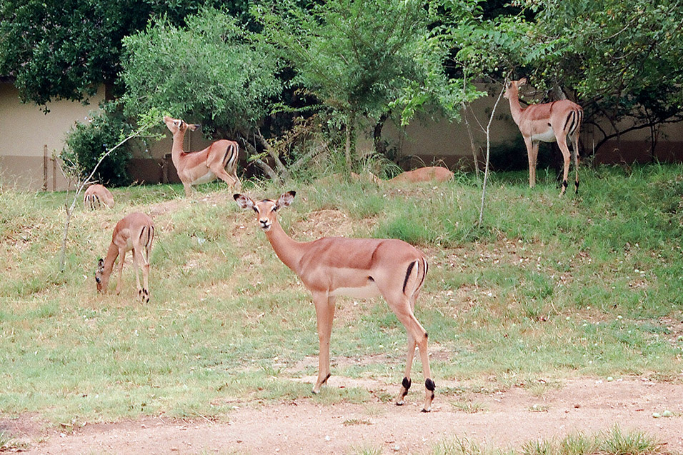 south_africa/impalas_eating